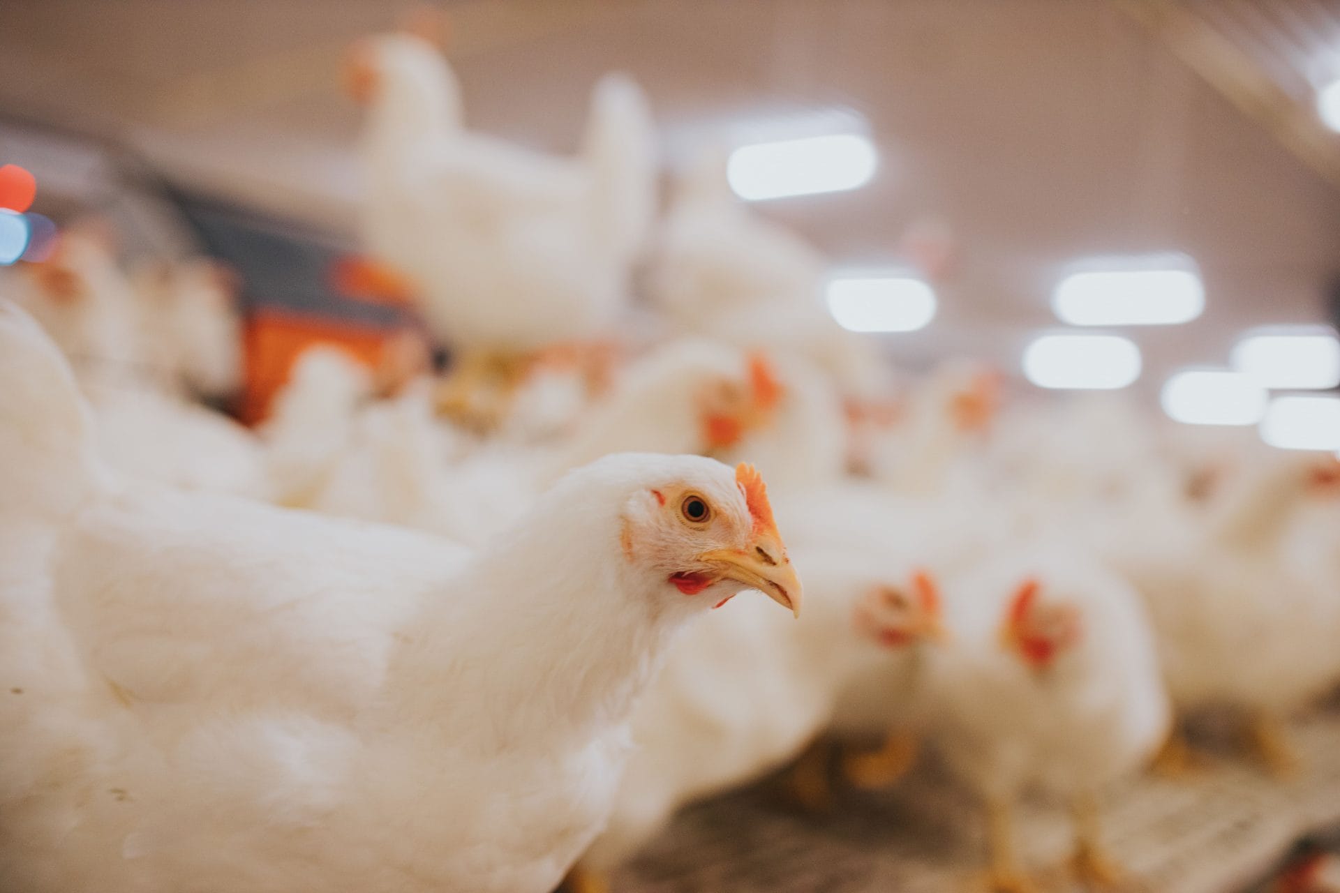 selective-focus-shot-of-indoors-chicken-farm-chic-2023-11-27-05-20-42-utc-min selective-focus-shot-of-indoors-chicken-farm-chic-2023-11-27-05-20-42-utc-min